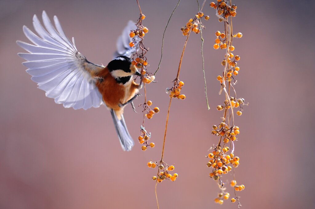 Aaron Umen how to help birds in the heat world bird sanctuary volunteer tennis coach tennis player