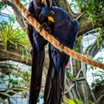 aaron umen 8 fun facts about birds world bird sanctuary volunteer