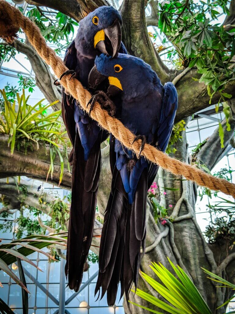 aaron umen 8 fun facts about birds world bird sanctuary volunteer